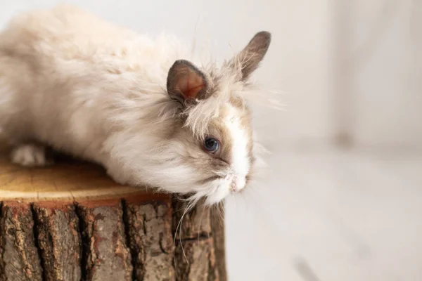 Cute Furry Rabbit Tree Stump Studio — Stock Photo, Image