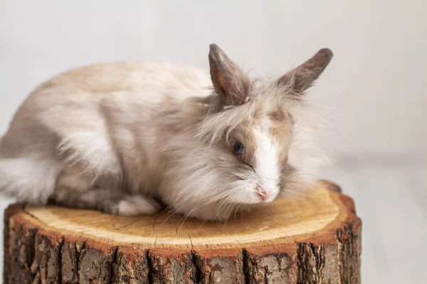 Niedliche Pelzige Kaninchen Auf Baumstumpf Atelier — Stockfoto