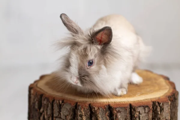 Mignon Lapin Fourrure Sur Souche Arbre Studio — Photo