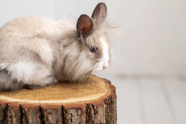 Stüdyoda Ağaç Kütüğündeki Sevimli Tüylü Tavşan — Stok fotoğraf