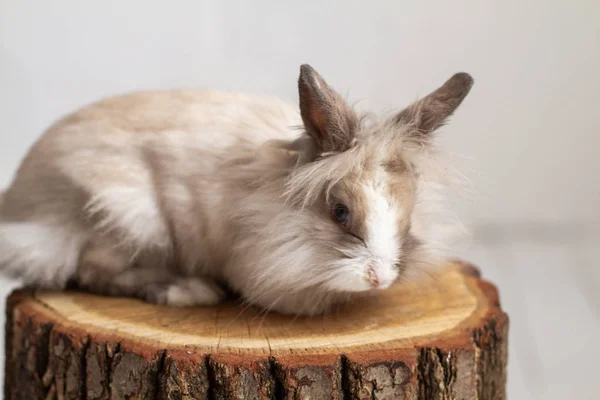 スタジオの木の切り株にかわいい毛皮のウサギ — ストック写真