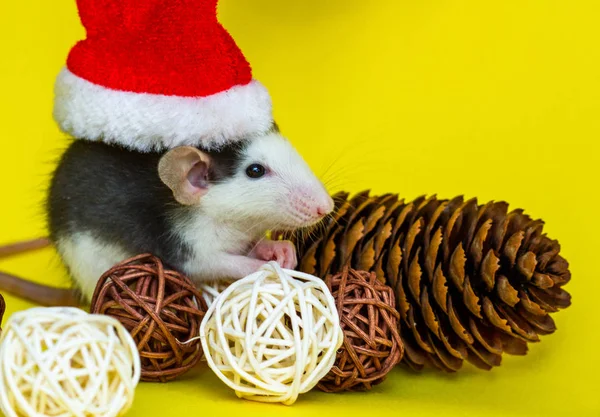 Mignon Rat Avec Chapeau Noël Décorations Sur Fond Jaune — Photo