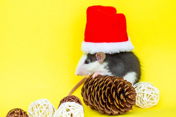 Sarı Arka Planda Noel Şapkası Süslemeleri Olan Sevimli Bir Fare — Stok fotoğraf