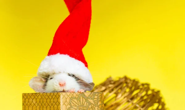 Mignon Rat Dans Chapeau Noël Assis Intérieur Petite Boîte — Photo