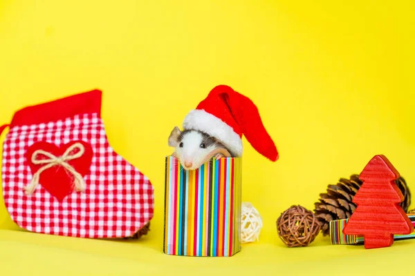 Rato Bonito Chapéu Natal Sentado Dentro Pequena Caixa Decorações — Fotografia de Stock