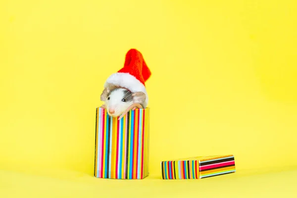Милий Щур Різдвяному Капелюсі Сидить Всередині Маленької Коробки — стокове фото