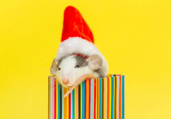 Rato Bonito Chapéu Natal Sentado Dentro Uma Pequena Caixa — Fotografia de Stock