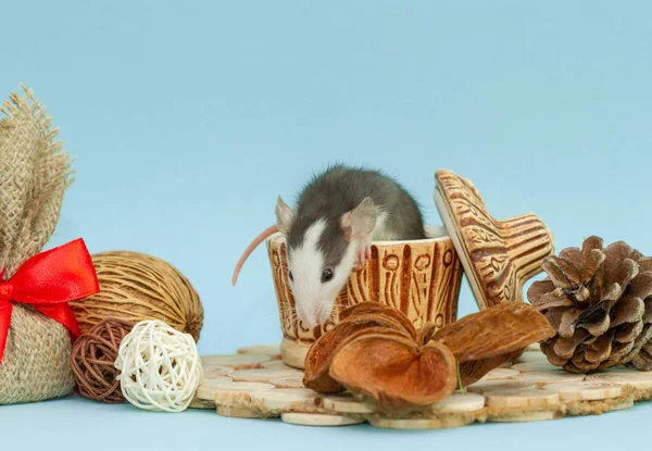 Aranyos Patkány Agyag Csésze Körül Dekorációk — Stock Fotó