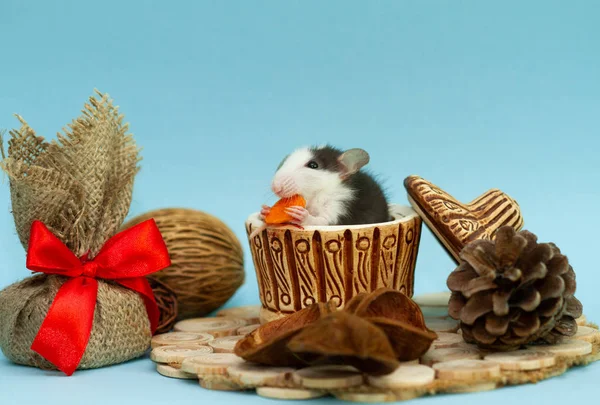 Rat Mignon Dans Une Tasse Argile Entourée Décorations — Photo