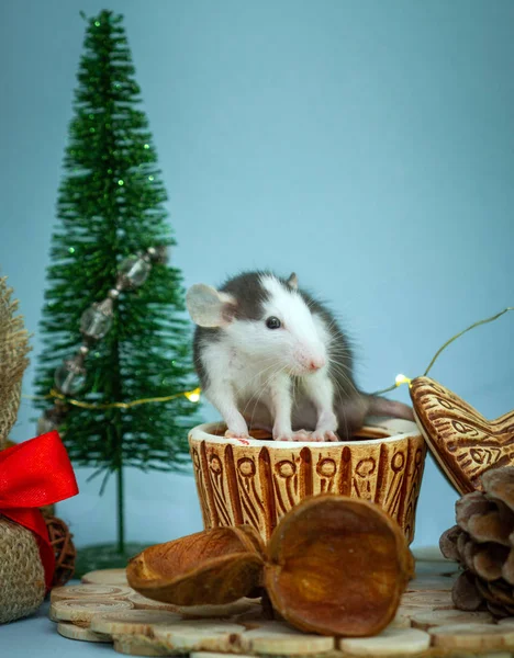 Rata Linda Taza Arcilla Rodeada Decoraciones Navidad — Foto de Stock