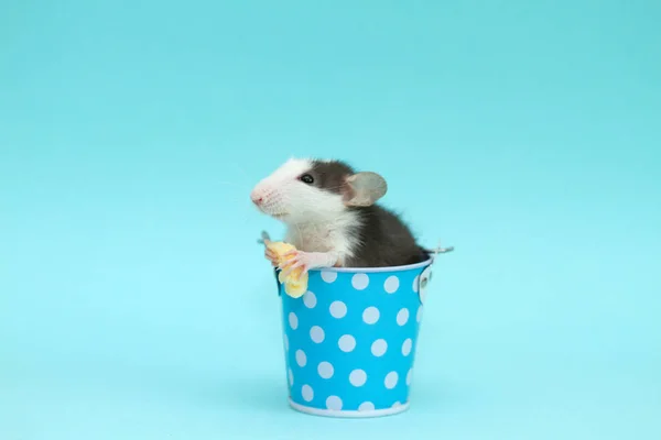 Schattig Rat Blauw Klein Emmer Eten Kaas — Stockfoto