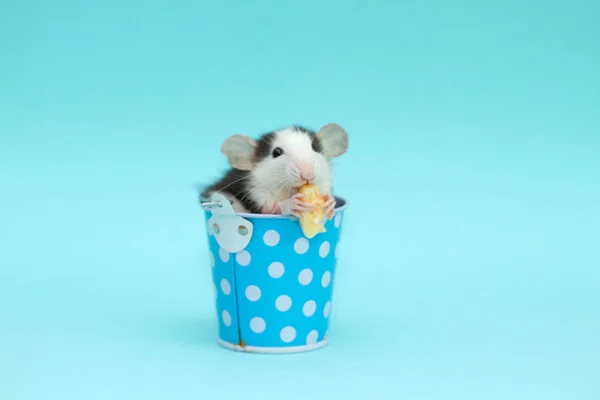 Rata Linda Azul Pequeño Cubo Comer Queso —  Fotos de Stock