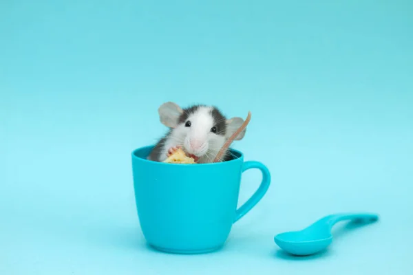 Mignon Petit Rat Tasse Bleue Manger Fromage — Photo