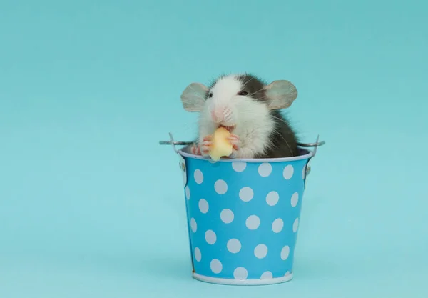 Słodkie Szczur Niebieski Mały Wiadro Jedzenie Ser — Zdjęcie stockowe