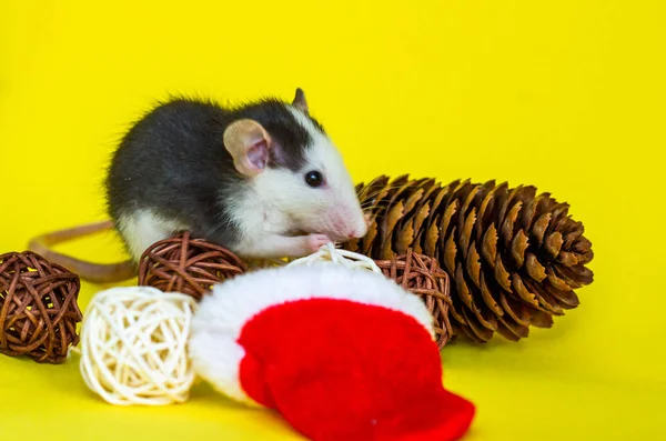 Carino Ratto Con Cappello Natale Decorazioni Sfondo Giallo — Foto Stock