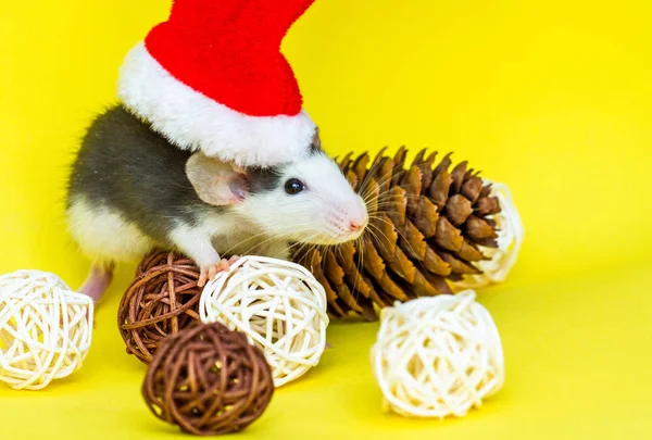 可爱的老鼠 头戴黄色背景的圣诞帽和装饰品 — 图库照片