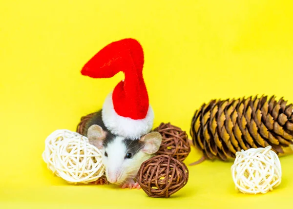 可爱的老鼠 头戴黄色背景的圣诞帽和装饰品 — 图库照片