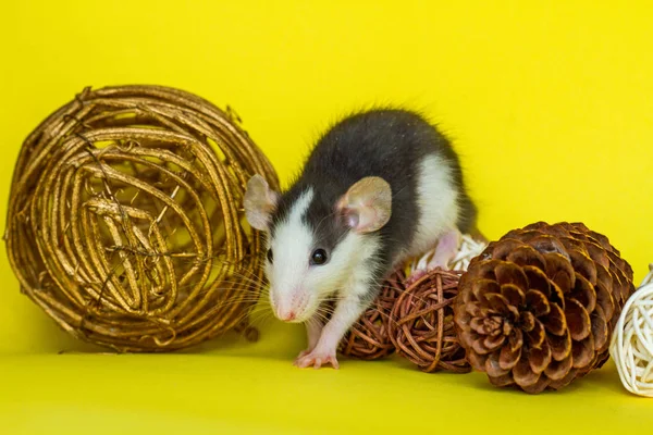 Rata Linda Con Decoraciones Naturales Sobre Fondo Amarillo — Foto de Stock