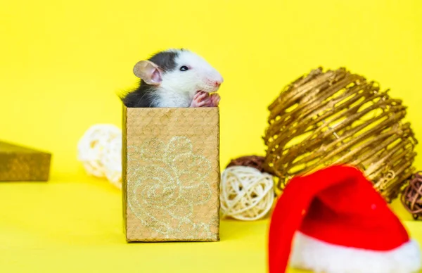 Rata Linda Sentado Dentro Caja Pequeña Decoraciones Navidad — Foto de Stock