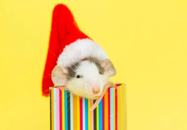 Rata Linda Sombrero Navidad Sentado Dentro Una Caja Pequeña — Foto de Stock