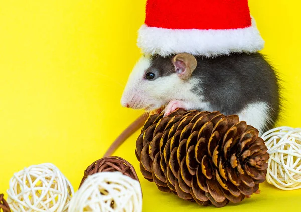 Mignon Rat Avec Chapeau Noël Décorations Sur Fond Jaune — Photo