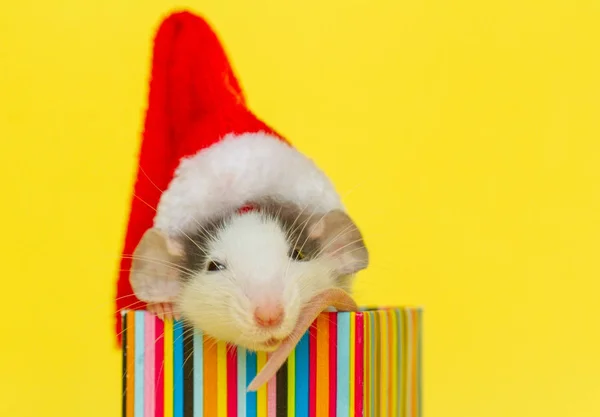 Carino Ratto Cappello Natale Seduto All Interno Piccola Scatola — Foto Stock