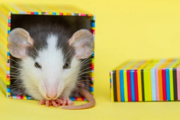 Niedliche Ratte Kleiner Bunter Schachtel Auf Gelbem Hintergrund — Stockfoto