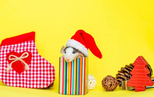 Rato Bonito Chapéu Natal Sentado Dentro Pequena Caixa Decorações — Fotografia de Stock