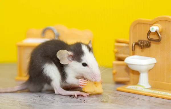 Mały Ozdobny Szary Szczur Gryzie Ser Dziecięcym Pokoju Zabawek Szczur — Zdjęcie stockowe