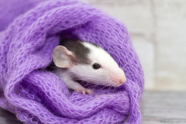 Aranyos Kis Patkány Kötött Lila Sállal — Stock Fotó