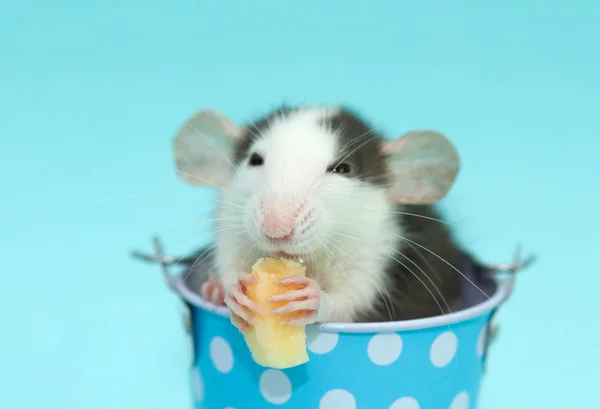 Niedliche Ratte Blauem Eimer Käse Essen — Stockfoto