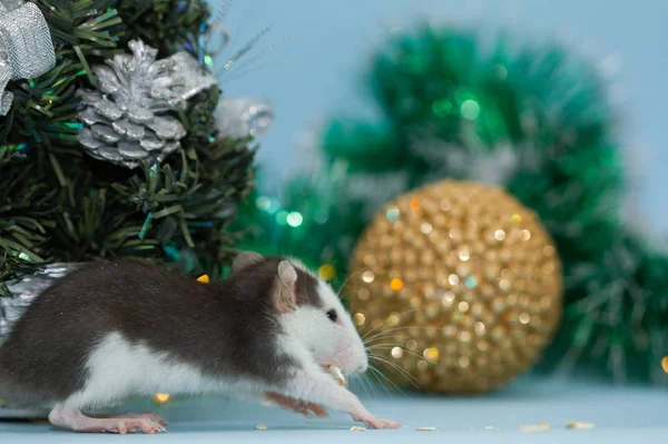 Comer Rata Con Adornos Navidad Borrosa — Foto de Stock