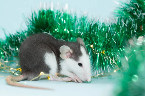 用模糊的圣诞装饰品吃老鼠 — 图库照片