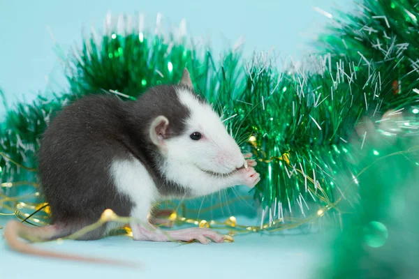 Jíst Krysa Fuzzy Vánoční Dekorace — Stock fotografie