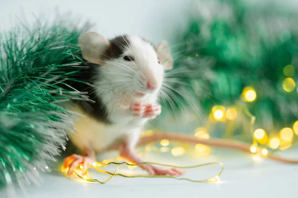 Manger Rat Avec Des Décorations Noël Floues — Photo