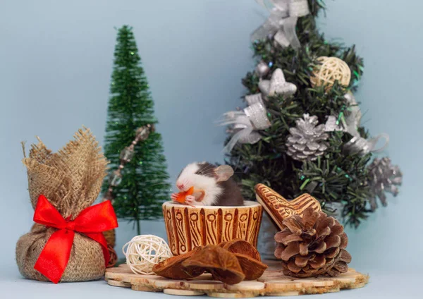 Roztomilý Potkan Hliněný Pohár Obklopen Vánoční Ozdoby — Stock fotografie