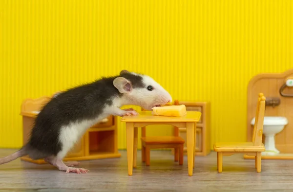 Small Decorative Gray Rat Nibbles Cheese Children Toy Room Rat — Stock Photo, Image