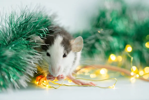 Manger Rat Avec Des Décorations Noël Floues — Photo