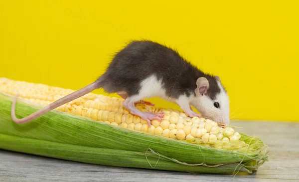 Little Gray Fluffy Mouse Cob Corn — Stock Photo, Image