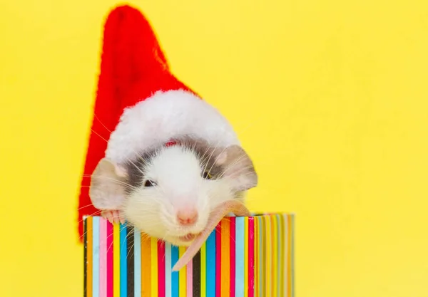 Niedliche Ratte Mit Weihnachtsmütze Sitzt Einer Kleinen Schachtel — Stockfoto