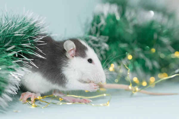 Jíst Krysa Fuzzy Vánoční Dekorace — Stock fotografie