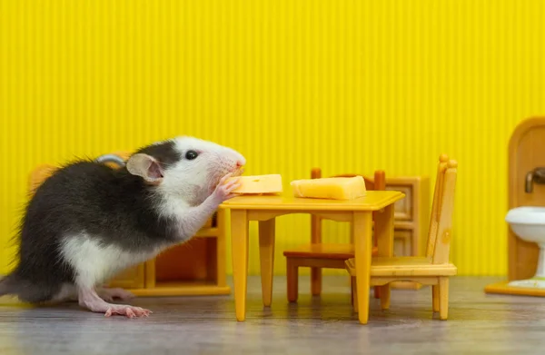 Una Pequeña Rata Gris Decorativa Mordisquea Queso Una Sala Juguetes —  Fotos de Stock