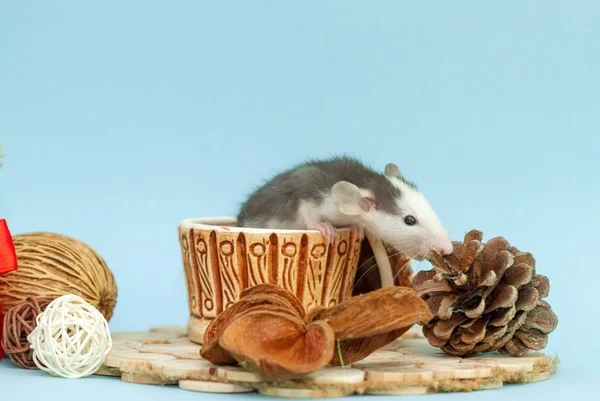 Aranyos Patkány Agyag Csésze Körül Dekorációk — Stock Fotó
