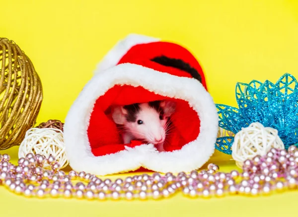 Pequeño Ratón Gris Con Una Gorra Roja Año Nuevo Composición — Foto de Stock