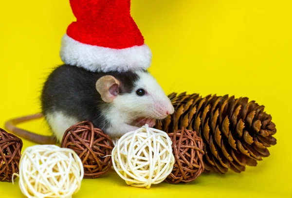Sarı Arka Planda Noel Şapkası Süslemeleri Olan Sevimli Bir Fare — Stok fotoğraf