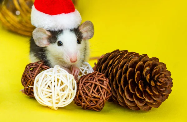 Mignon Rat Avec Chapeau Noël Décorations Sur Fond Jaune — Photo