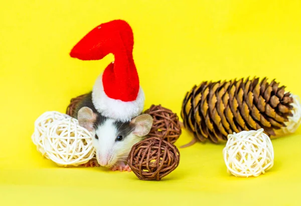 Mignon Rat Avec Chapeau Noël Décorations Sur Fond Jaune — Photo