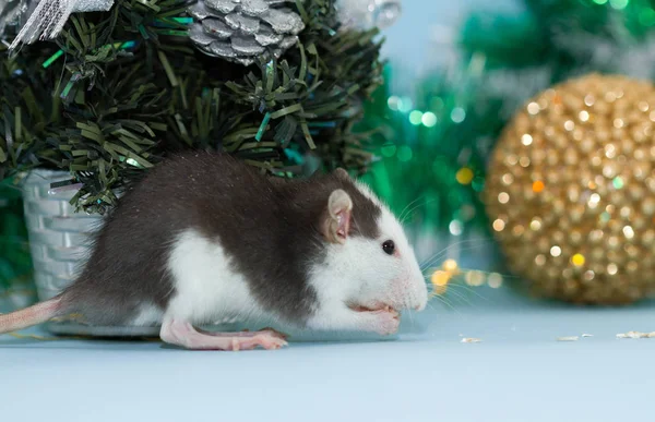 Eszik Patkány Bolyhos Karácsonyi Dekoráció — Stock Fotó