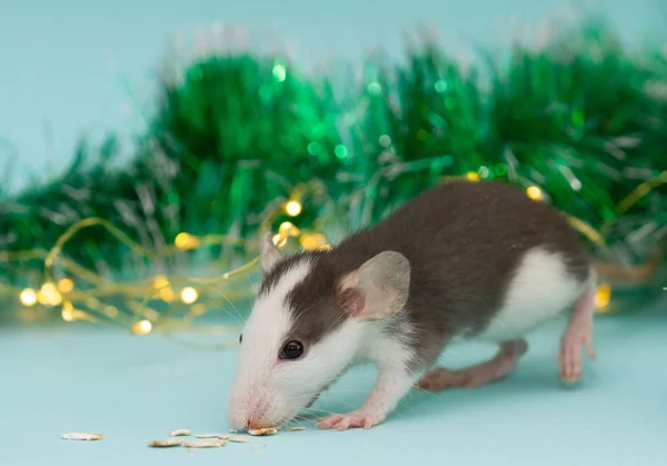 ふわふわのクリスマス飾りのネズミを食べる — ストック写真