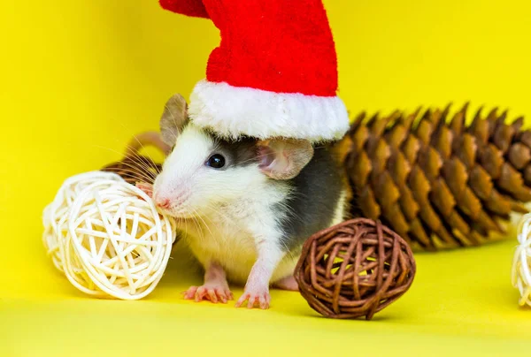 Roztomilý Potkan Vánoční Klobouk Dekorace Žlutém Pozadí — Stock fotografie